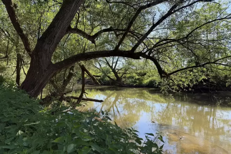 Der Campingplatz Habkirchen liegt direkt an der Blies. Wer ins Wasser tritt, ist schon in Frankreich.