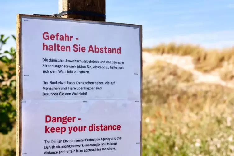 Toter Wal vor d&auml;nischer Insel Anholt