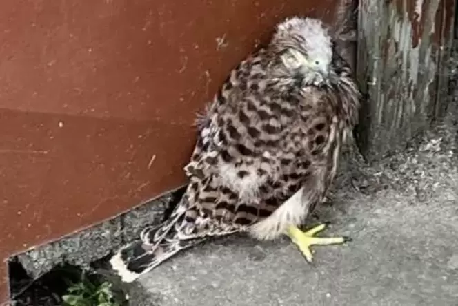 Zum Glück nur leicht verletzt: einer der beiden jungen Turmfalken.