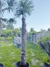 11253553_10_1 Winterharte (Hanf-) Palme Trachycarpus Fortunei, Gesamthöhe ca.3,40 M, (nur die Pflanze) ca.2,30 M Stammlänge, Top Qualität, Vol