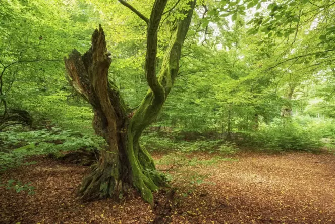 Hainbuchen wie diese, weise eine höhere Bodenaktivität auf.