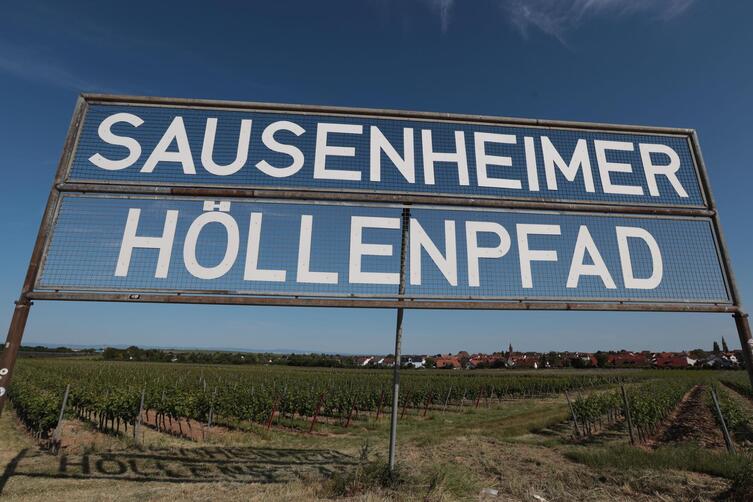 Weinlage am Gr&uuml;nstadter Berg: der H&ouml;llenpfad. 