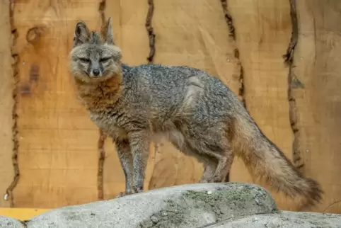 Nordamerikanischer Graufuchs