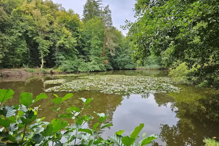 Auf dem kleinen Weiher der Hetschm&uuml;hle in Wattenheim schwimmen Seerosen.