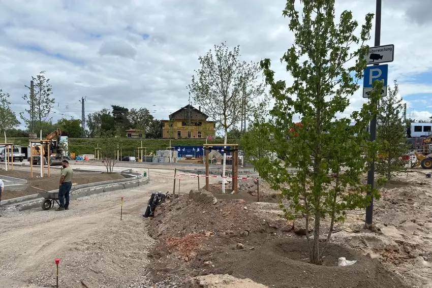 Die Bäume am künftigen Parkplatz am Bahnhaltepunkt Böbig sind bereits gepflanzt.