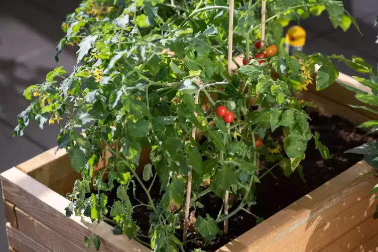 Tomaten im Hochbeet auf einem Balkon