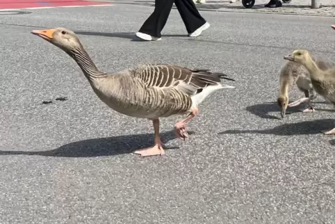 Gänsemarsch. 