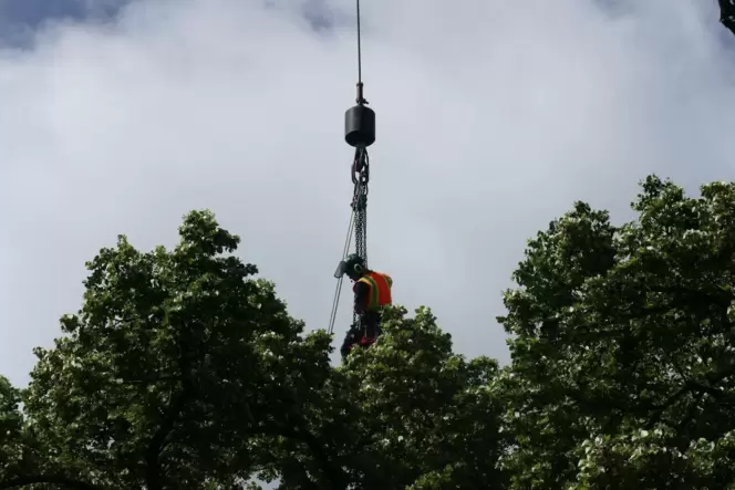 Die Forstarbeiter wurden per Kran in die Baumkronen an der Kaffeetreppe transportiert.