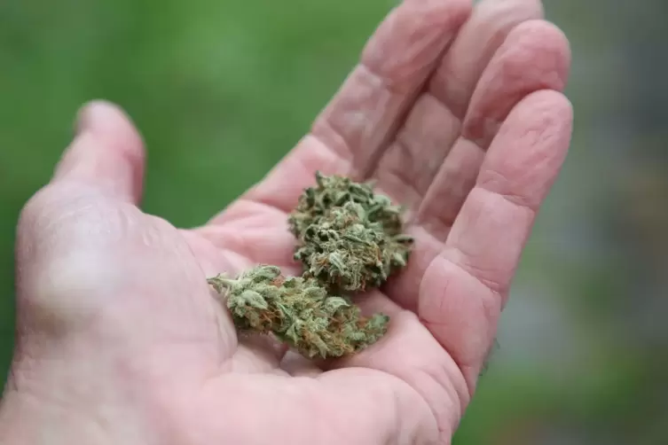 Cannabis