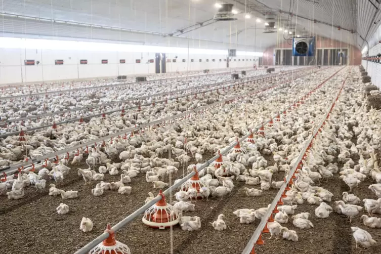 Im Stall in Niederhorbach sollen knapp 30.000 Masth&auml;hnchen gehalten werden. Hier der Blick in eine Anlage in Niedersachsen, wo i