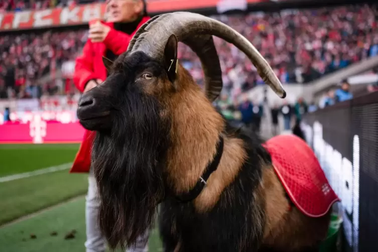 Die Nachfolge des K&ouml;lner Maskottchens Hennes trat der Pf&auml;lzer Artgenosse Oskar nicht an, weil er zu gro&szlig; und gef&auml;hrlich f&uuml;r das 