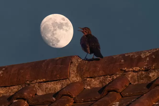 Amsel im Vollmond: unermüdlicher Gesang auf Pfälzer Hausdach.