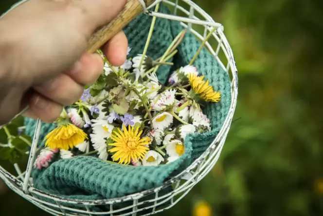 Löwenzahn und Gänseblümchen in einem Körbchen