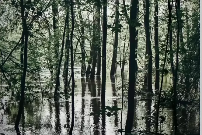 Fotografie »Natur 5« der Blieskasteler Künstlerin Andrea Armbrüster in der Homburger Ausstellung.