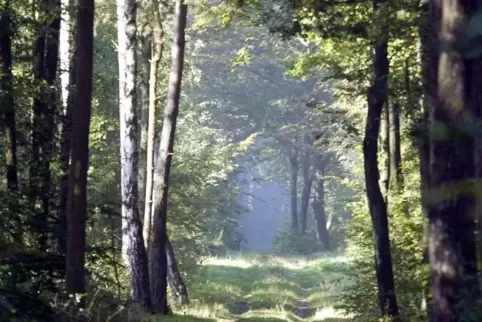 Ideal für Erkundungen: der Schifferstadter Wald. 