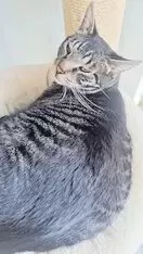Ist ein liebenswertes Kerlchen von 8 kg. Freigänger. Mag keine Artgenossen. Kastriert, geimpft, gechipt, entwurmt, Fip, Fiv und