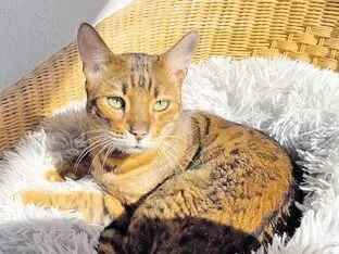 11254057_10_1 Jahre ist ein ruhiger Bengalkater der einen geräumigen Einzelplatz sucht. Sehr menschenbezogen. Kennt keinen Freigang das soll s