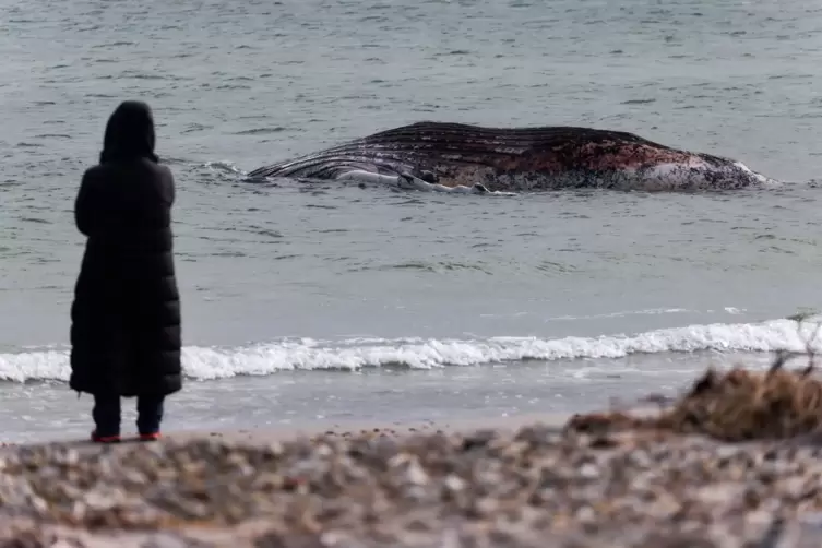 Toter Wal vor d&auml;nischer Insel Anholt entdeckt