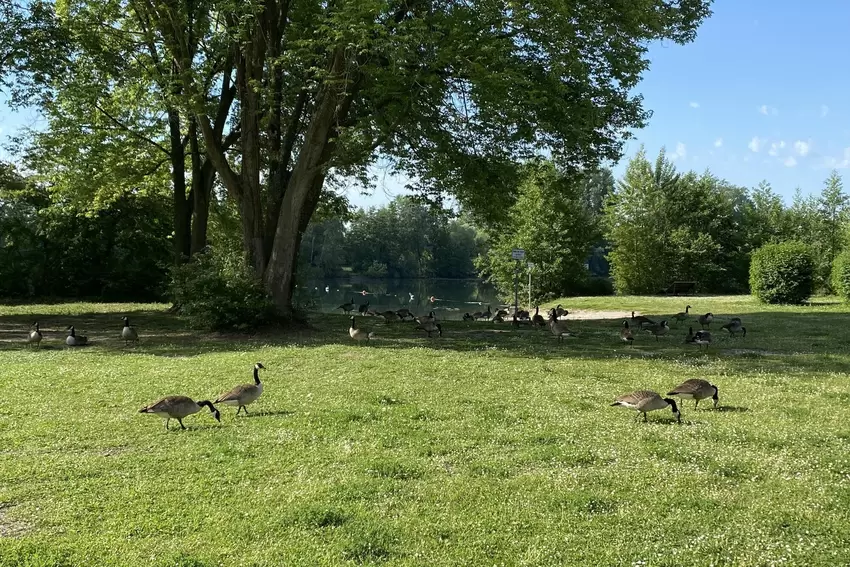 Kanadagänse fühlen sich wohl am Baggersee: Badegäste beklagen die Hinterlassenschaften.
