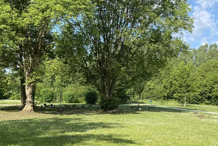 Der Abschuss der eingewanderten Gänse ist in Rheinland-Pfalz kaum möglich.