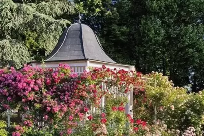 Blumen und Kultur: Programm in Zweibrücken.