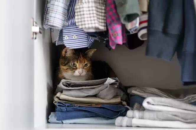 Wenn Katzen sich plötzlich nur noch zurückziehen, kann ein ernstes Problem dahinterstecken.