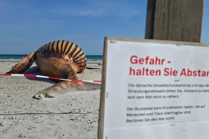 Weitere Entwicklung zum Buckelwal in der Ostsee
