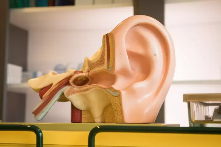 3D-Modell von einem Ohr