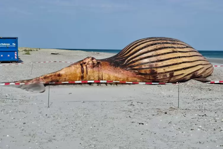 Weitere Entwicklung zum Buckelwal in der Ostsee