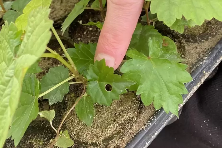 Ein Loch im Blatt: zur Untersuchung der Genetik.