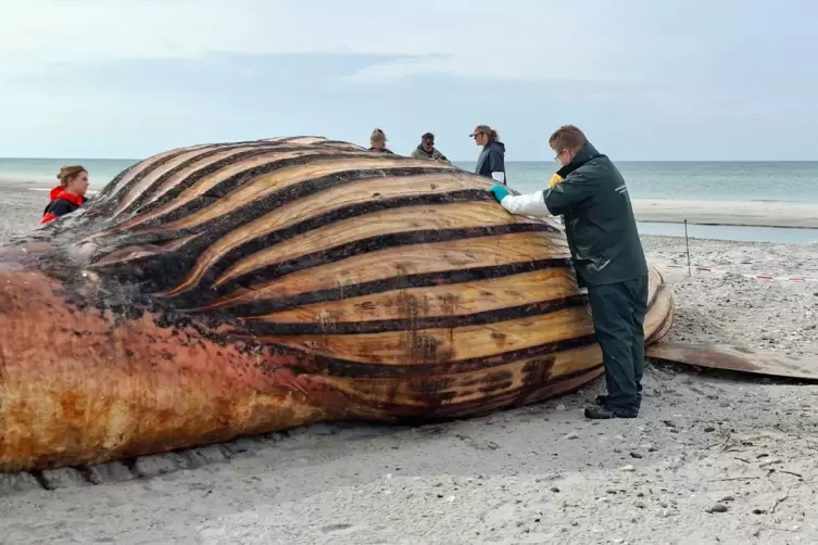 Weitere Entwicklung zum Buckelwal in der Ostsee
