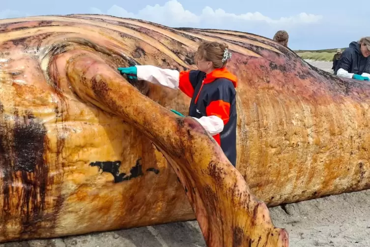 Weitere Entwicklung zum Buckelwal in der Ostsee