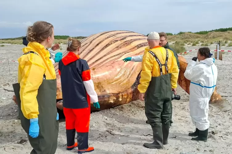Weitere Entwicklung zum Buckelwal in der Ostsee