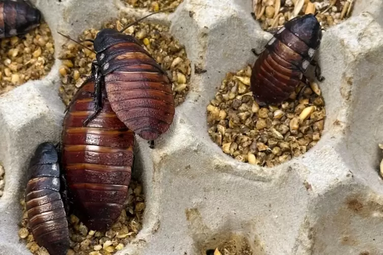 Illegal gezüchtete Schaben in Australien beschlagnahmt