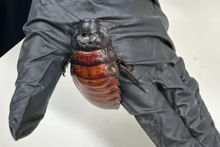 Illegal gez&uuml;chtete Schaben in Australien beschlagnahmt