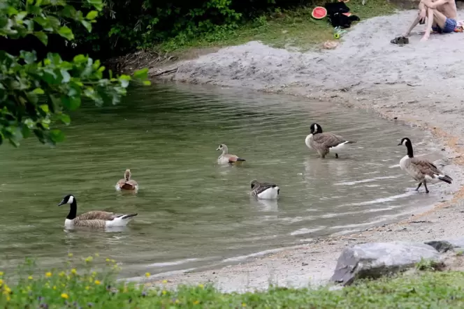 Alltägliches Bild: Kanadagänse sind im Wasser, Badegäste eher weniger.