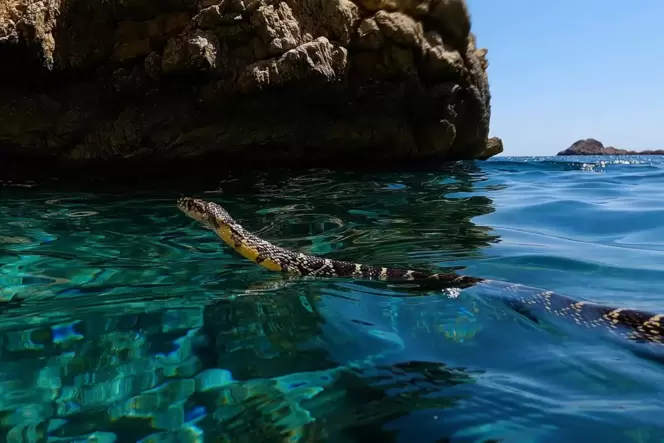Eine Hufeisennatter schwimmt vor der Küste Ibizas im Meer.