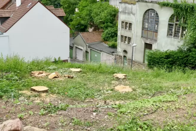 Die fünf Linden an der Kaffeetreppe sind weg. An einem Baumstumpf ist ein deutlicher Schaden erkennbar. Die Treppe bleibt gesper