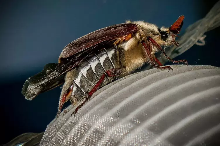 Was passt besser zum Mai als ein Maikäfer? Dieses Exemplar hat Udo Weingarth aus Altenkirchen fotografiert. 