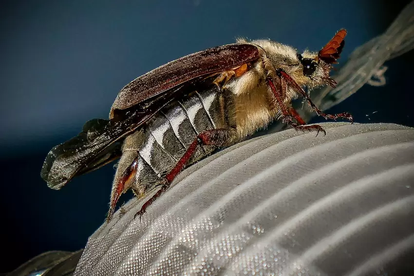 Was passt besser zum Mai als ein Maikäfer? Dieses Exemplar hat Udo Weingarth aus Altenkirchen fotografiert.
