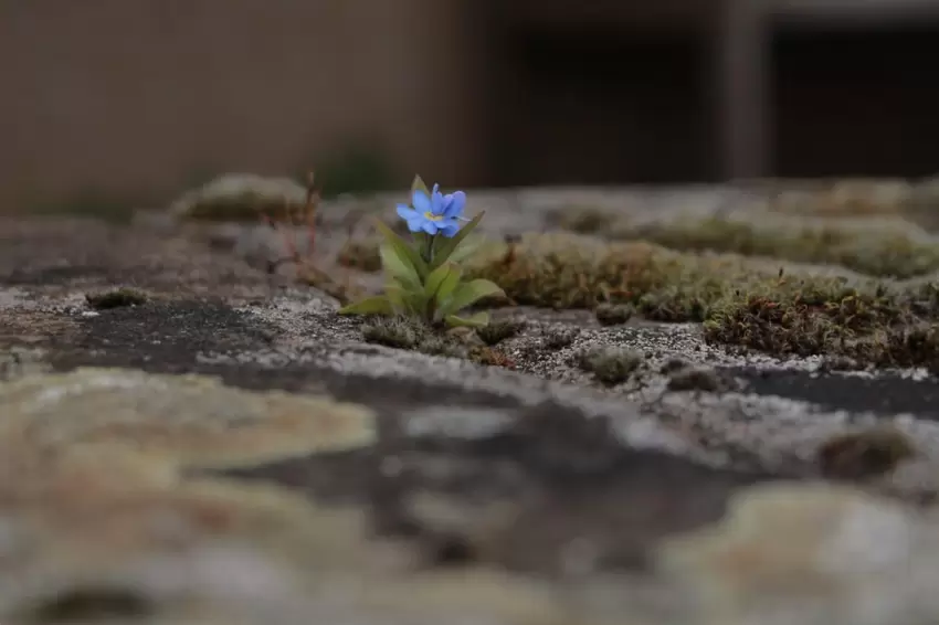 Ein Vergissmeinnicht als einsames Mauerblümchen: Die Aufnahme aus Godelhausen teilt Michaela Hornberger mit uns.