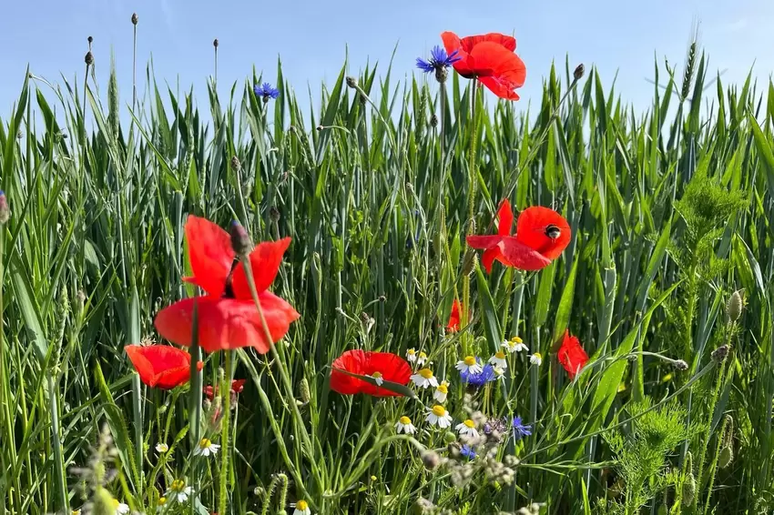 Der Klatschmohn blüht – nicht nur zwischen Welchweiler und Erdesbach. Und wer genauer hinsieht, entdeckt die Hummel, die sich da