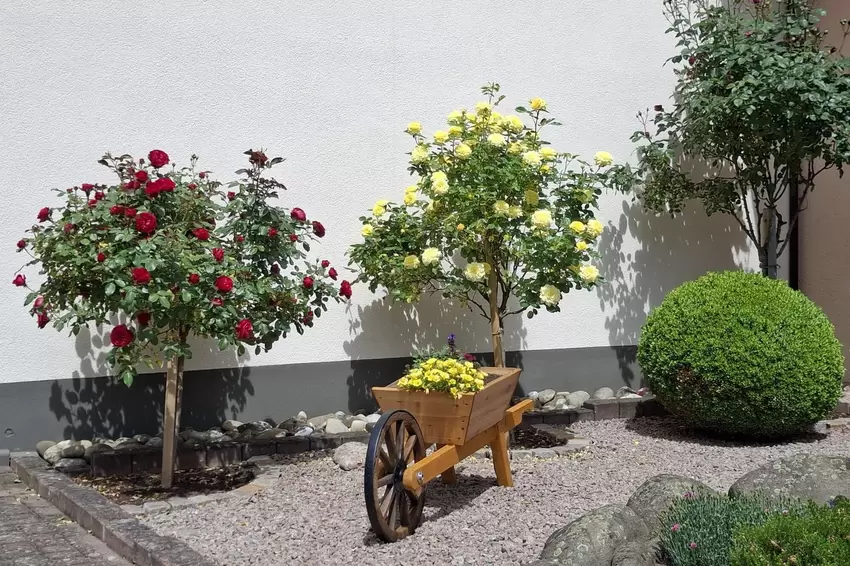 Manfred Braun aus Oberweiler im Tal hat uns ein Bild seines gepflegten Vorgartens geschickt.