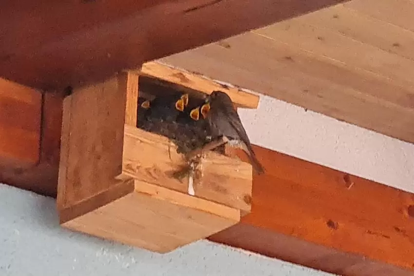 Hungrige Untermieter: Unterm Terrassendach von Jutta Reger aus Herschweiler-Pettersheim brüten Hausrotschwänzchen.