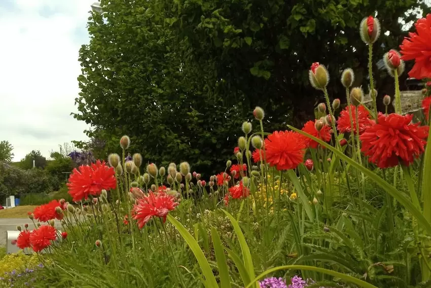 Wieder Mohn, diesmal die Art mit fransigen Blüten. Das Foto stammt von Brunhilde Müller aus Diedelkopf.