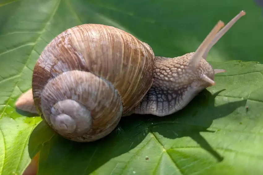Weinberge muss man im Kreis Kusel suchen. Eine Weinbergschnecke hingegen hat Nicole Abel zwischen Mühlbach und Theisbergstegen e