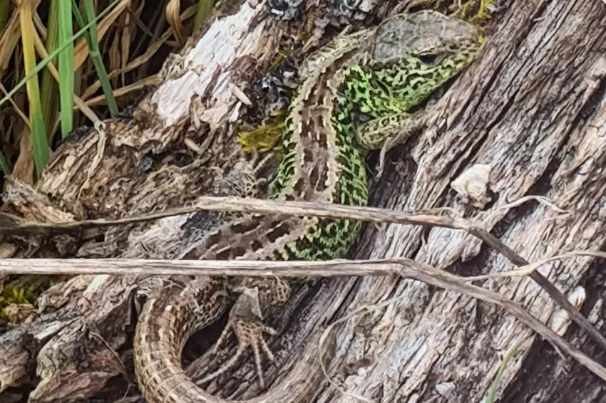 Keine Schnecke, dafür aber eine Zauneidechse hat Marion Preuß aus Einöllen fotografiert.