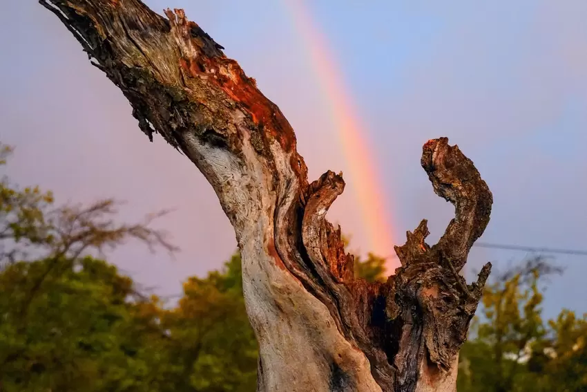 Sieht ganz so aus, als würde der Regenbogen diesem toten Baum bei Konken entspringen. Das Foto stammt von Marina Kat.