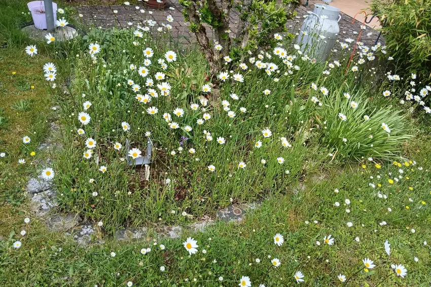 Auch Astrid Schaarschmidt beteiligt sich wieder an unserer Fotoaktion. In ihrem Vorgarten blühen Margeriten.