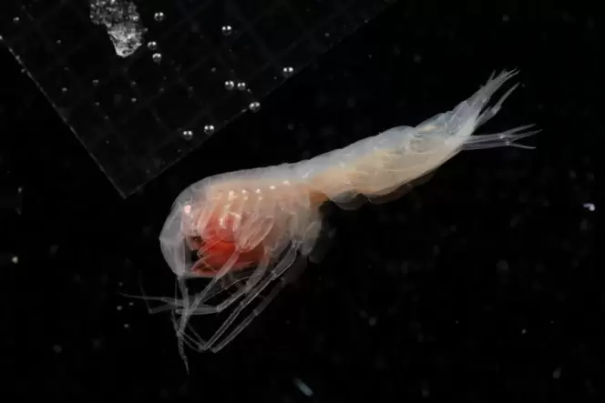 Die neu beschriebene Art Cleonardo helga aus der Amphipodenfamilie Eusiridae. Dieses neun Millimeter große Männchen wurde unmitt